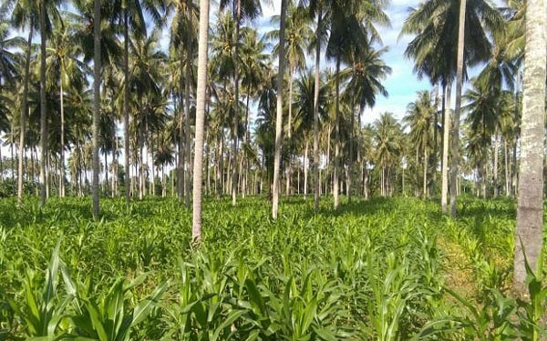 Kelapa dan Jagung Tumpangsari: Kisah Sukses Pertanian Simbiosis dari Gorontalo Menuju Pasar Ekspor Global